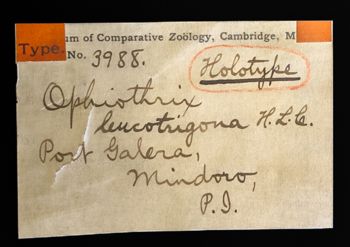 Media type: image;   Invertebrate Zoology OPH-3988 Description: Labels for this specimen included in the specimen tray.;  Aspect: labels